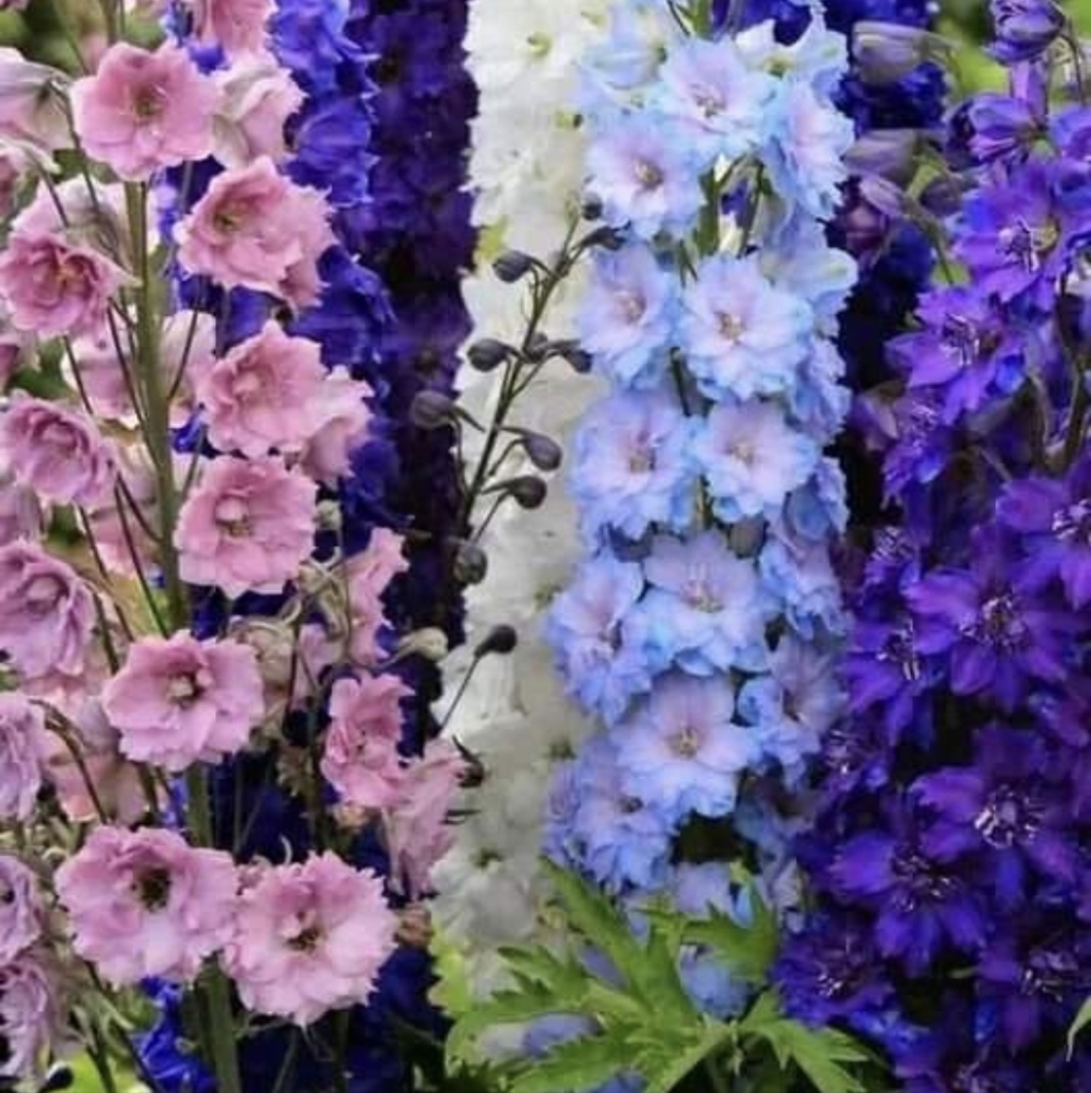 Purdy Flowers